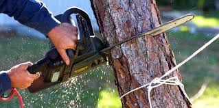 Best Tree Disease Treatment  in Hazardville, CT