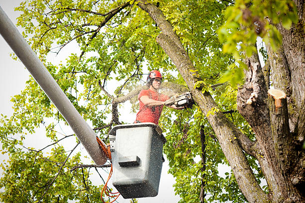 Professional Tree Removal Services in Hazardville, CT